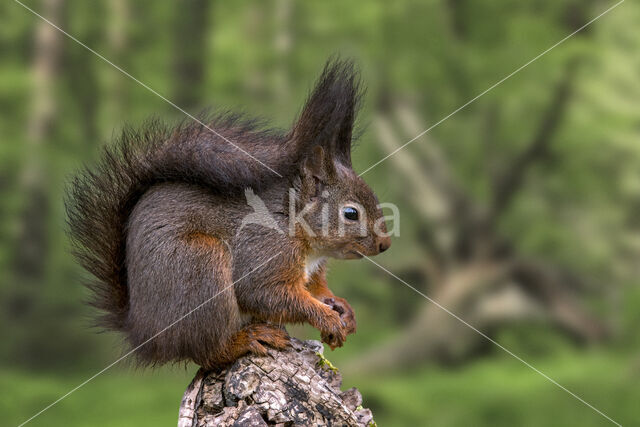 Red Squirrel (Sciurus vulgaris)