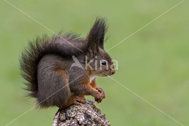 Red Squirrel (Sciurus vulgaris)