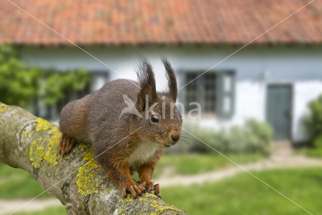 Eekhoorn (Sciurus vulgaris)