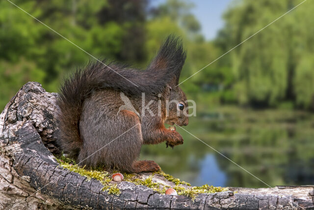 Red Squirrel (Sciurus vulgaris)