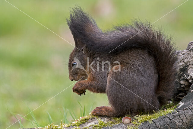 Red Squirrel (Sciurus vulgaris)