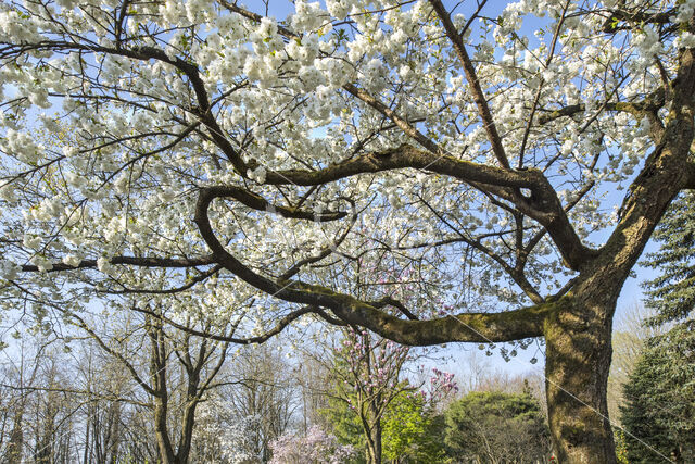 Japanese Cherry (Prunus serrulata)