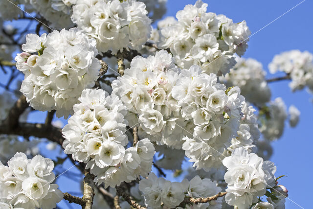 Japanese Cherry (Prunus serrulata)