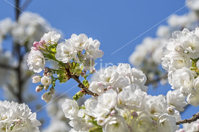 Japanese Cherry (Prunus serrulata)