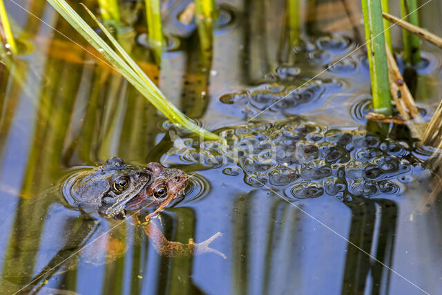 Common Frog (Rana temporaria)