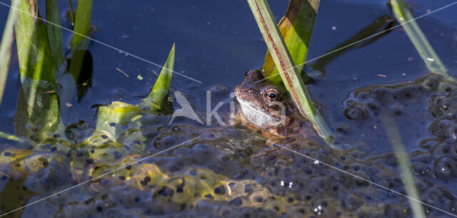 Bruine kikker (Rana temporaria)