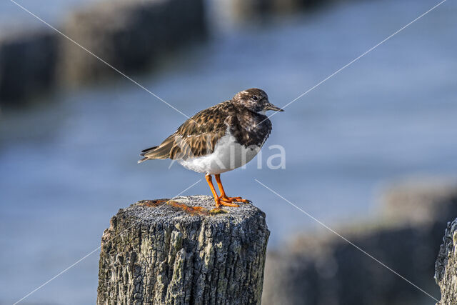 Steenloper (Arenaria interpres)