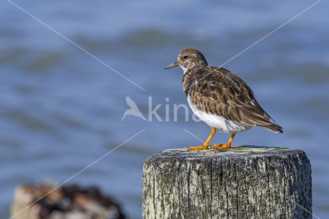 Steenloper (Arenaria interpres)