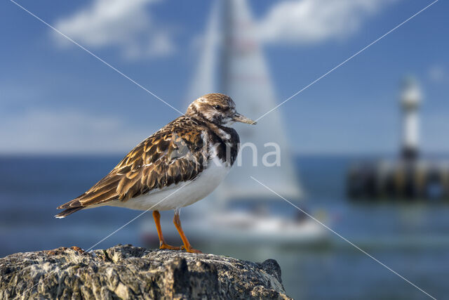 Ruddy Turnstone (Arenaria interpres)