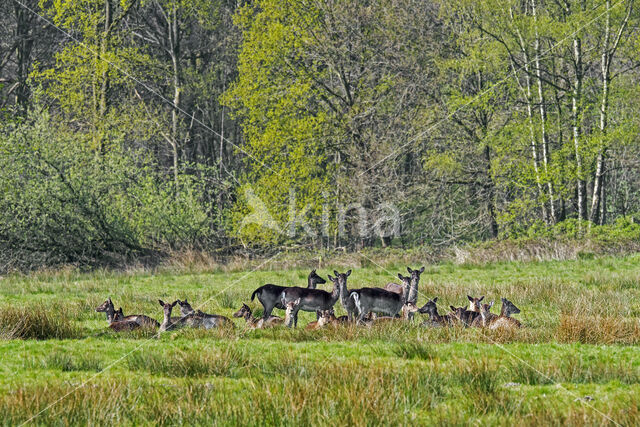 Fallow Deer (Dama dama)