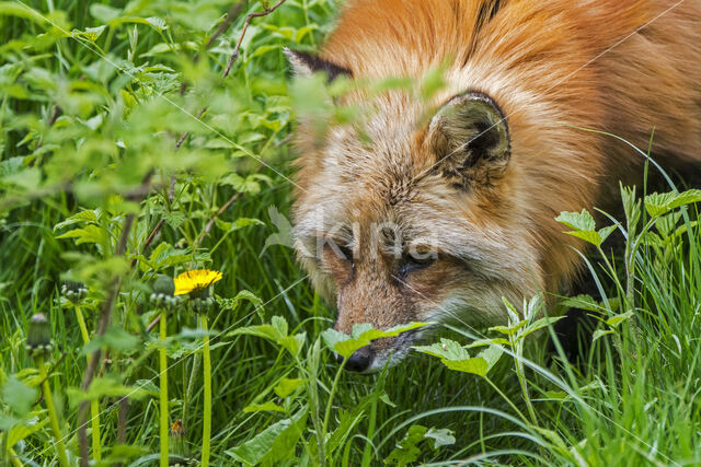 Fox (Vulpes vulpes)