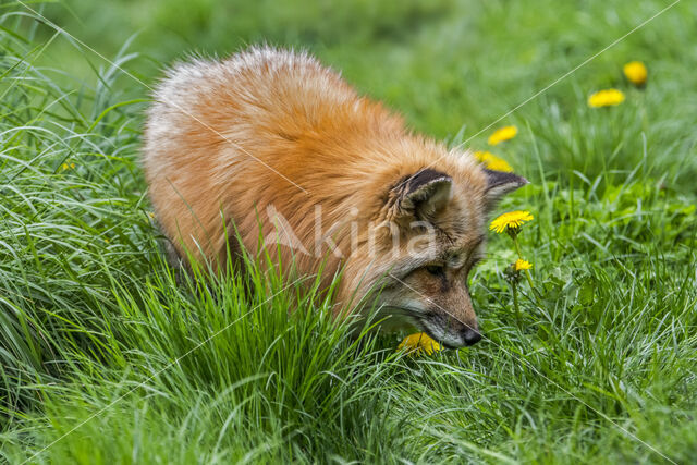 Fox (Vulpes vulpes)