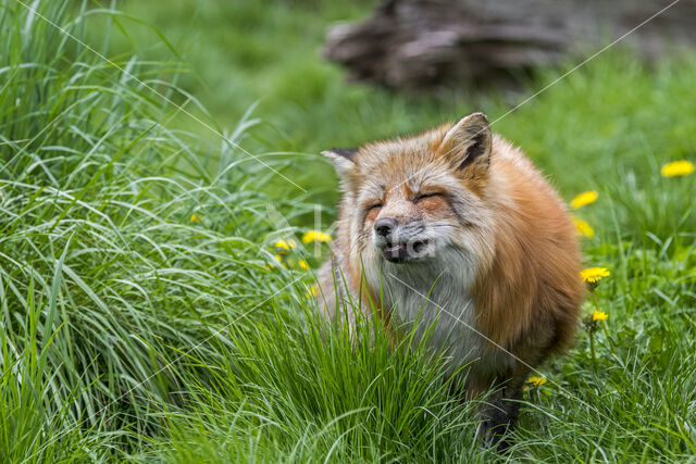 Fox (Vulpes vulpes)