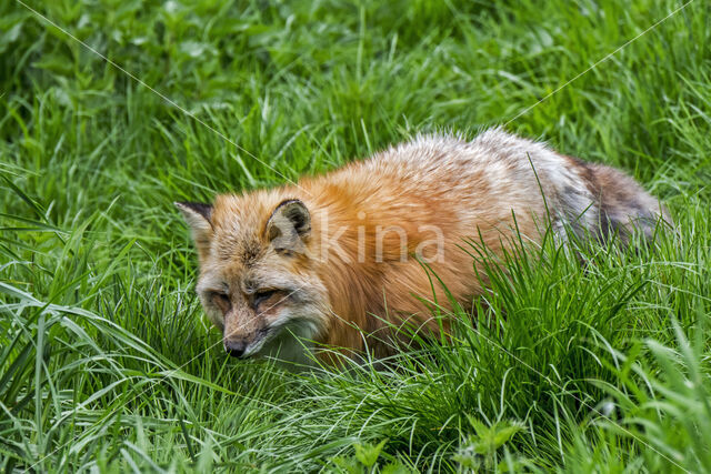 Fox (Vulpes vulpes)