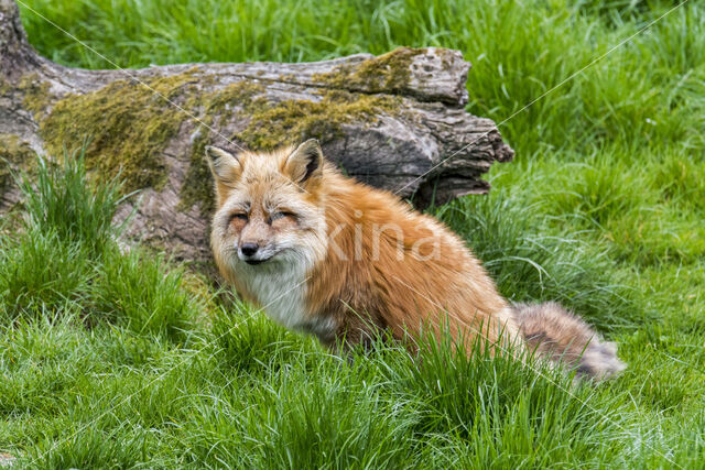 Fox (Vulpes vulpes)