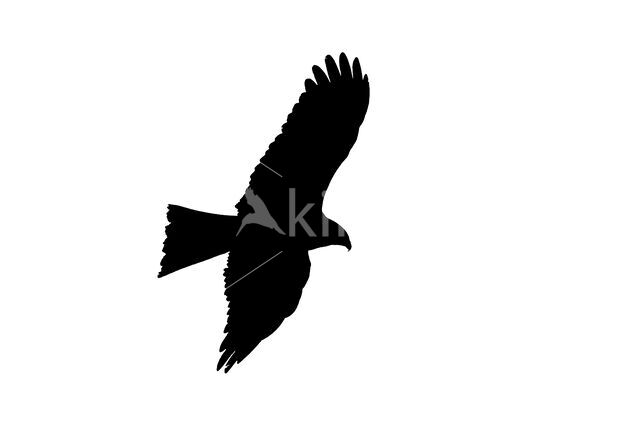 Black Kite (Milvus migrans)