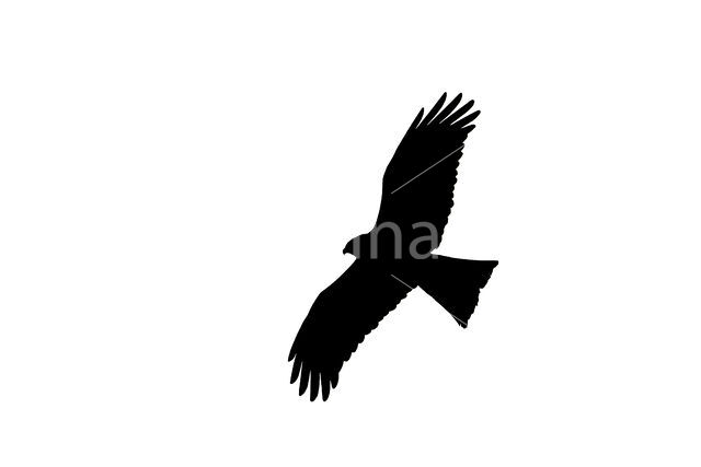 Zwarte Wouw (Milvus migrans)