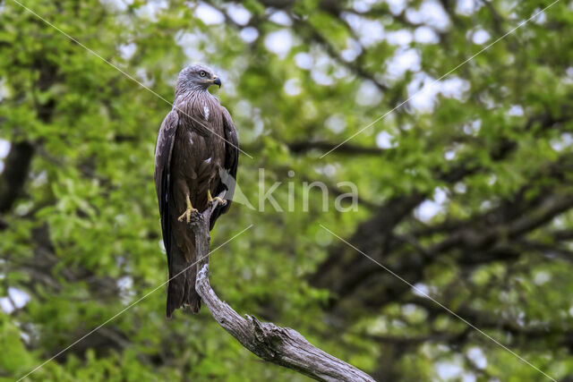 Black Kite (Milvus migrans)