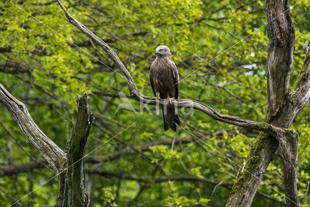 Black Kite (Milvus migrans)