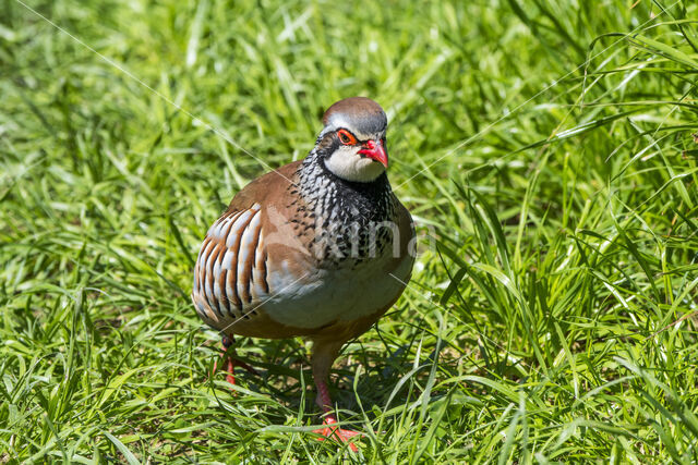 Red-legged Partridge (Alectoris rufa)