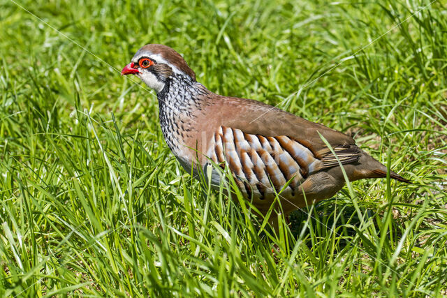 Red-legged Partridge (Alectoris rufa)