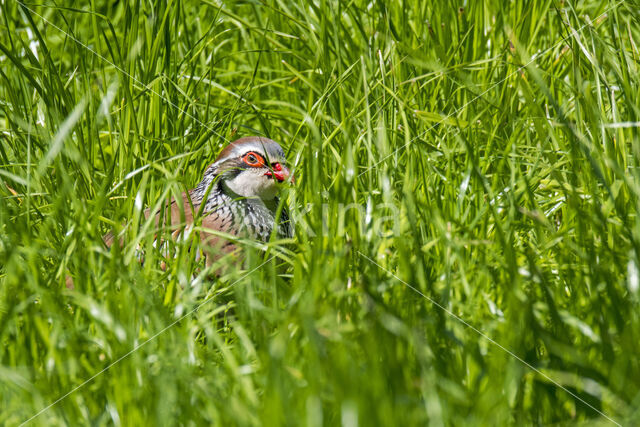 Red-legged Partridge (Alectoris rufa)