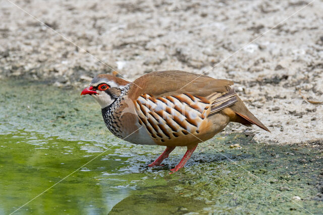 Red-legged Partridge (Alectoris rufa)