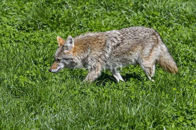 Coyote (Canis latrans)