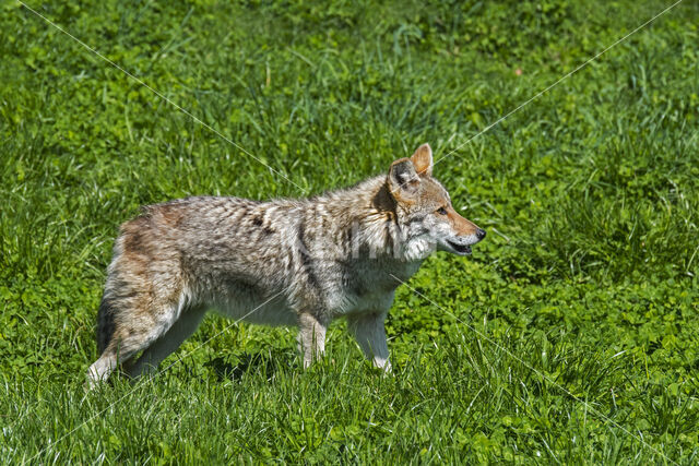 Coyote (Canis latrans)