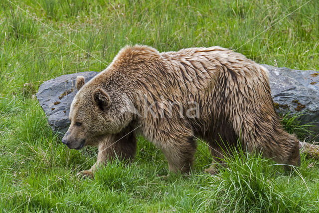 Brown Bear (Ursus arctos arctos)