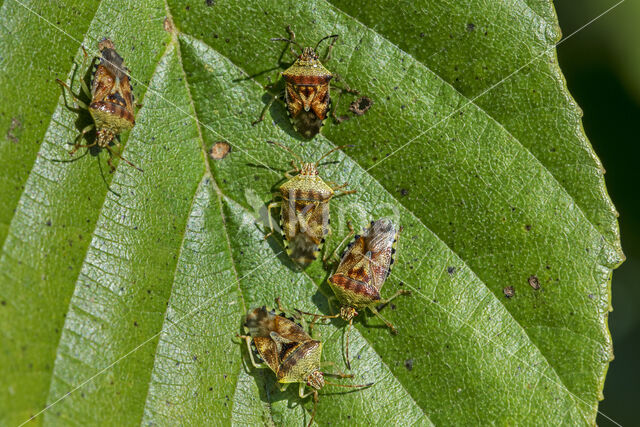 Parent Bug (Elasmucha grisea)