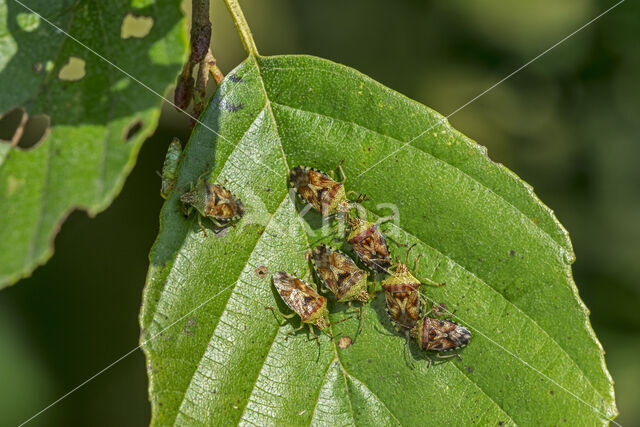 Parent Bug (Elasmucha grisea)