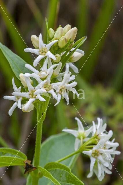 white swallow-wort (Cynanchum vincetoxicum)