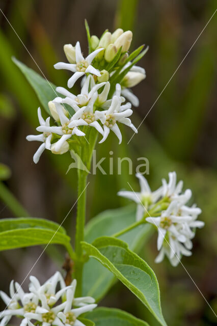 white swallow-wort (Cynanchum vincetoxicum)