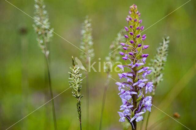 Fragant Orchid (Gymnadenia conopsea)