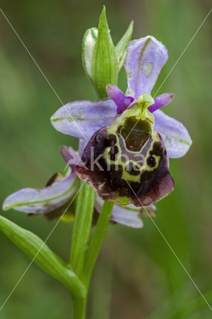 Hommelorchis (Ophrys holoserica