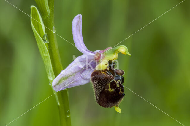 Late Spider Orchid (Ophrys holoserica