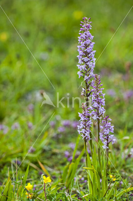 Grote muggenorchis (Gymnadenia conopsea)