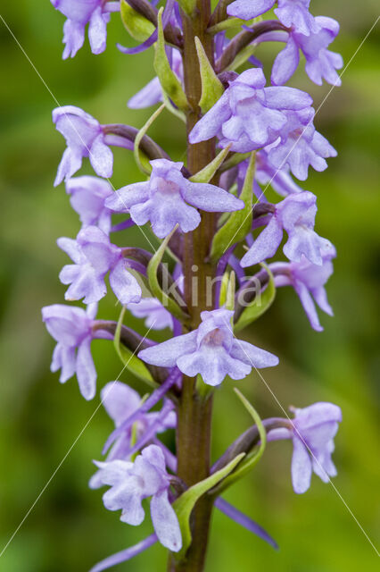 Fragant Orchid (Gymnadenia conopsea)