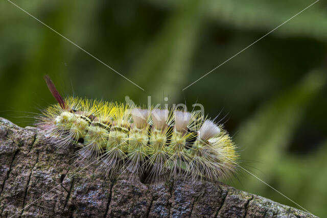 Pale Tussock (Calliteara pudibunda)