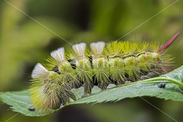 Pale Tussock (Calliteara pudibunda)