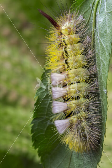 Meriansborstel (Calliteara pudibunda)