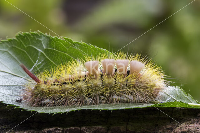 Pale Tussock (Calliteara pudibunda)