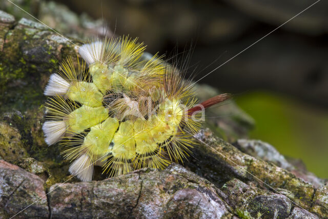 Pale Tussock (Calliteara pudibunda)