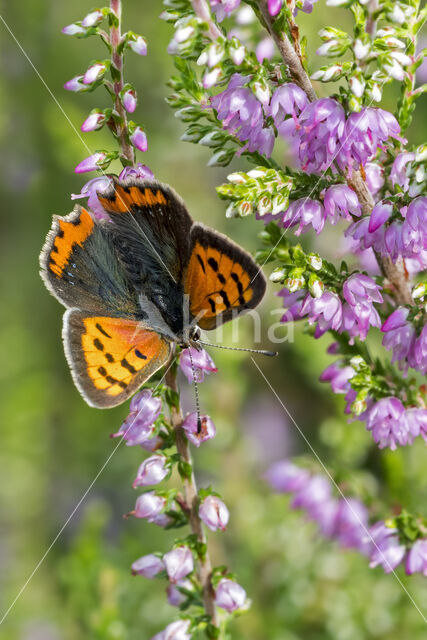 Small Copper (Lycaena phlaeas)