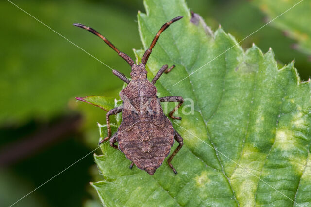 squashbug (Coreus marginatus)