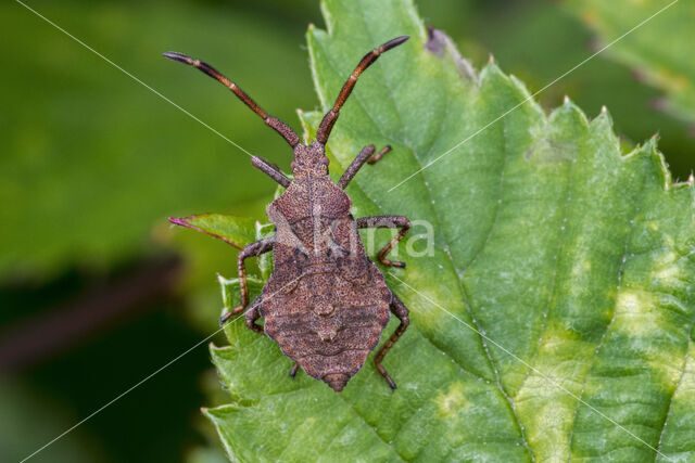 Zuringwants (Coreus marginatus)