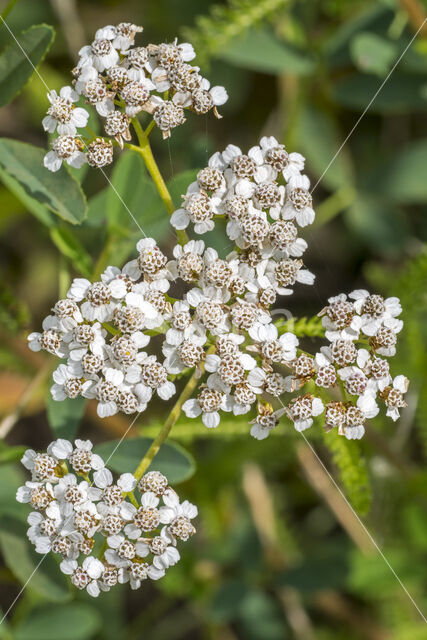 Gewoon duizendblad (Achillea millefolium)