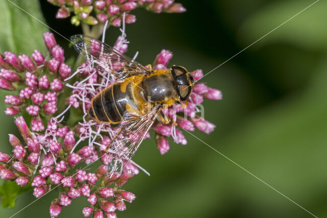 Eristalis pertinax