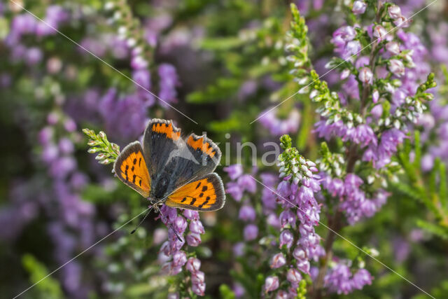 Kleine vuurvlinder (Lycaena phlaeas)